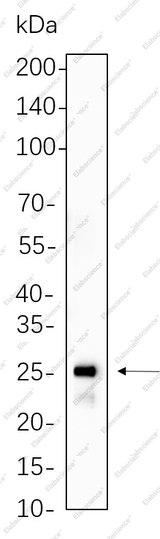 Recombinant HSP27 Monoclonal Antibody - 1