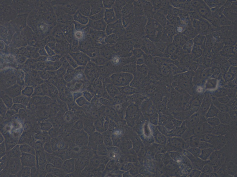 SCaBER Cell Complete Medium - small - 5