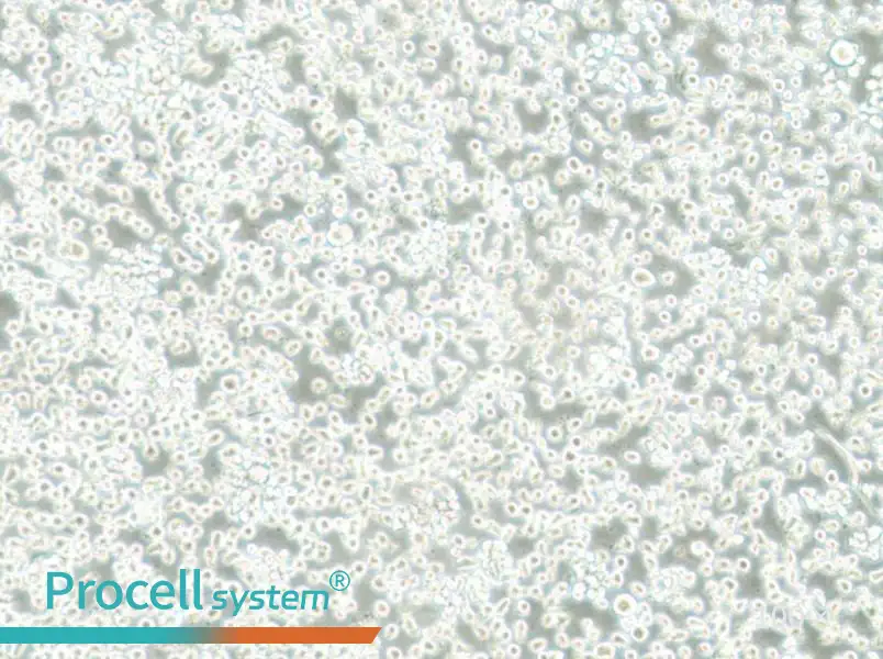 Mono-Mac-6 Cell Complete Medium - 1