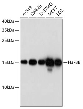 Western blot analysis of extracts of various cell lines using H3F3B Polyclonal Antibody at dilution of 1:1000.