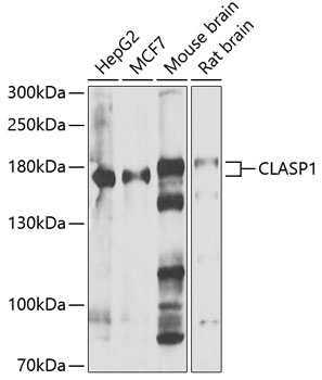 Western blot analysis of extracts of various cell lines using CLASP1 Polyclonal Antibody at 1:1000 dilution.