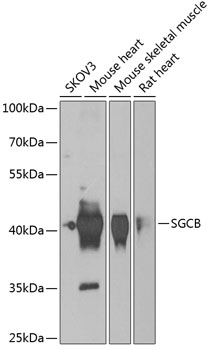 Western blot analysis of extracts of various cell lines using SGCB Polyclonal Antibody at 1:1000 dilution.