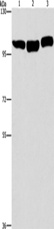 Western Blot analysis of Hela, NIH/3T3 and Raji cell using DNM2 Polyclonal Antibody at dilution of 1:400