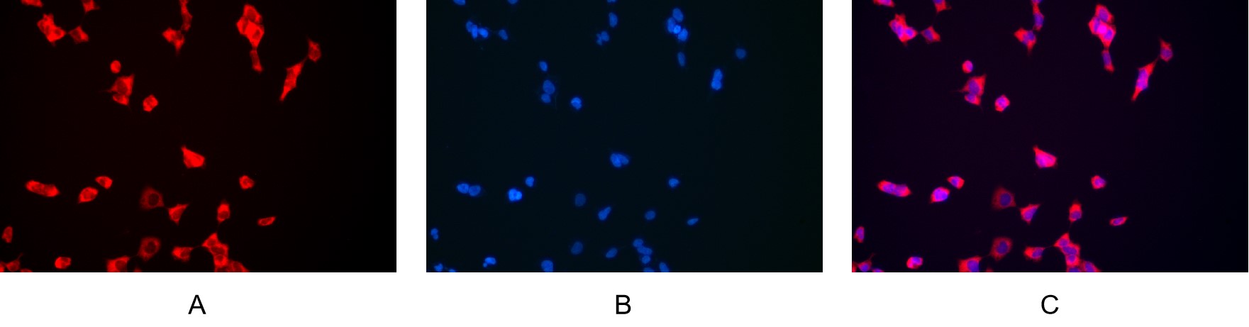Recombinant BMP2 Monoclonal Antibody - 3