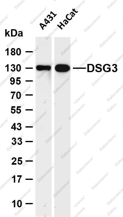 Recombinant Desmoglein 3/PVA Monoclonal Antibody - 1