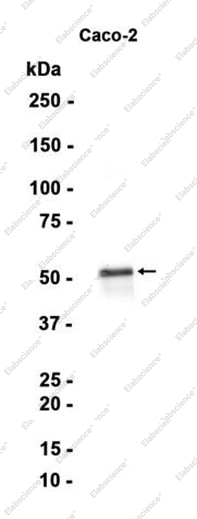 Recombinant Cytochrome P450 1A2 Monoclonal Antibody - 1