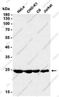 Recombinant RPS8 Monoclonal Antibody - 2