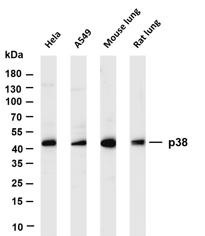 Recombinant p38 Monoclonal Antibody - 2