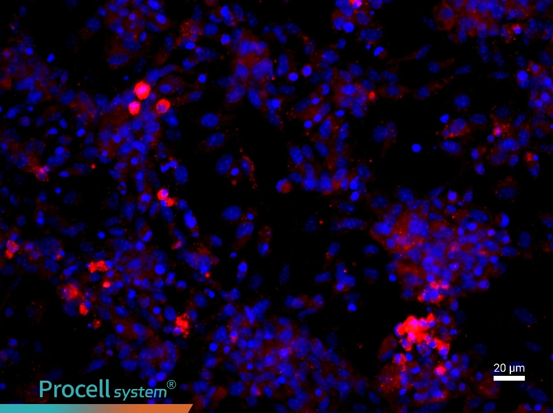 Mouse Dermal Microvascular Endothelial Cell Complete Medium - 2