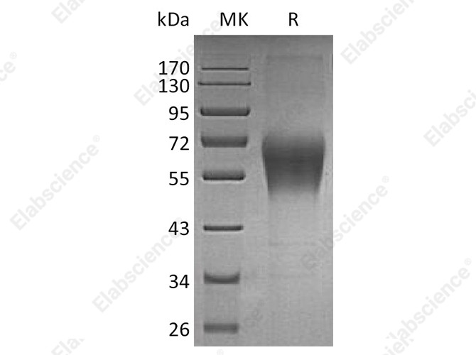 Recombinant Human TRAIL R4/TNFRSF10D Protein (Fc Tag) - 1