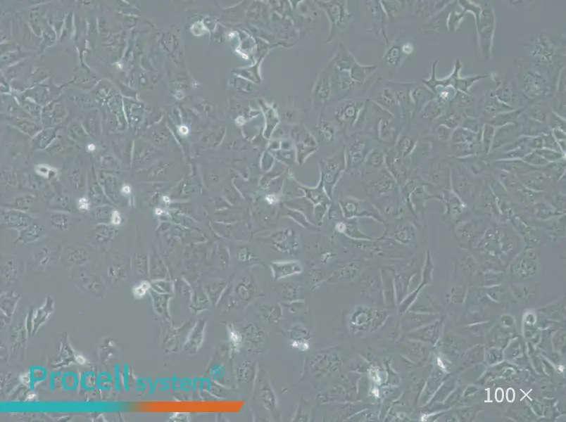 OAW42 Cell Complete Medium - 1