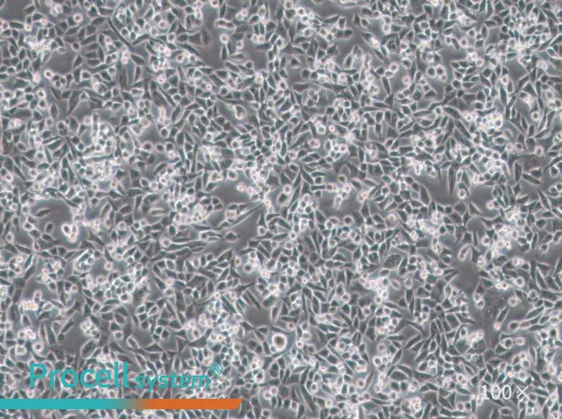 4T1 Cell Complete Medium - 1