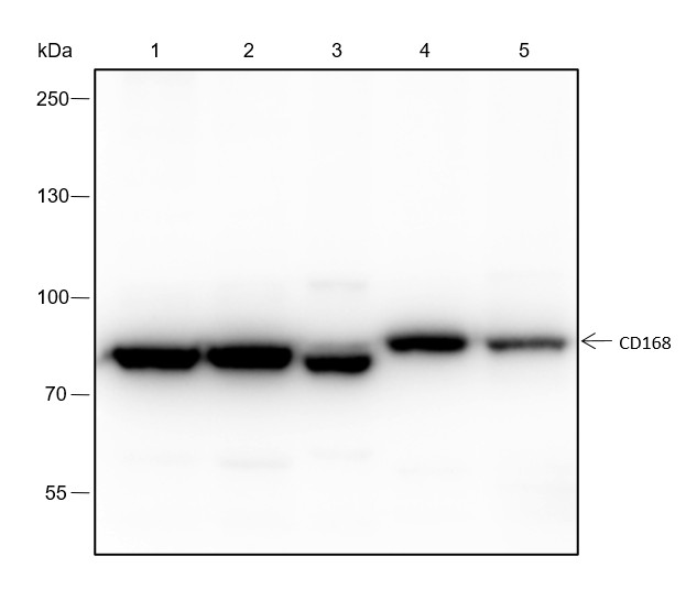 Recombinant CD168 Monoclonal Antibody-searchlist-1