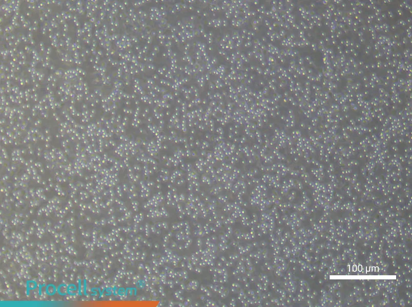 Human Peripheral Blood Leukocyte Complete Medium - 2