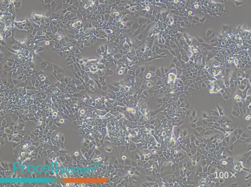 HPAC Cell Complete Medium - 1