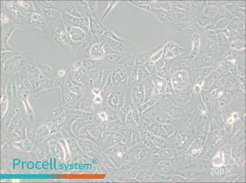 769-P Cell Complete Medium - small - 6