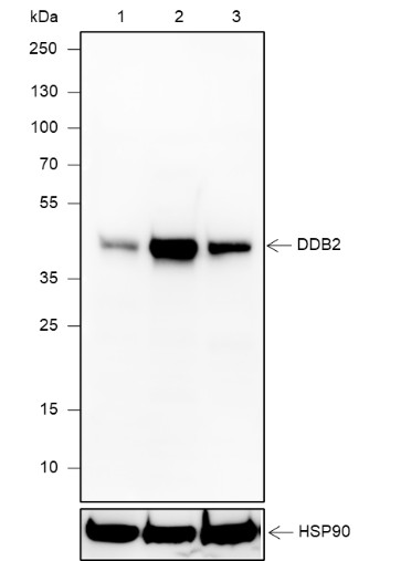 Recombinant DDB2 Monoclonal Antibody-searchlist-1