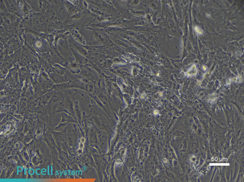 Rat Intestinal Smooth Muscle Cells - 5