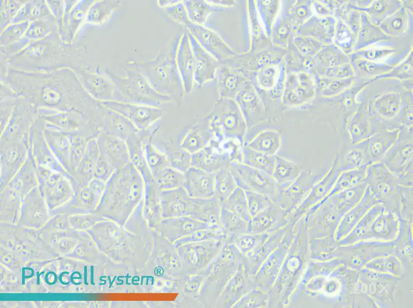 NCI-H226 [H226] Cell Complete Medium - 4