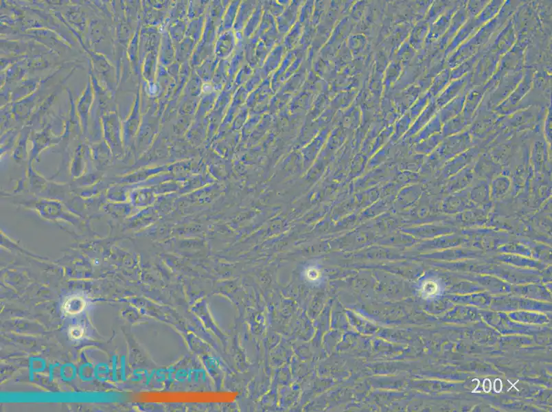 NRK Cell Complete Medium - small - 4