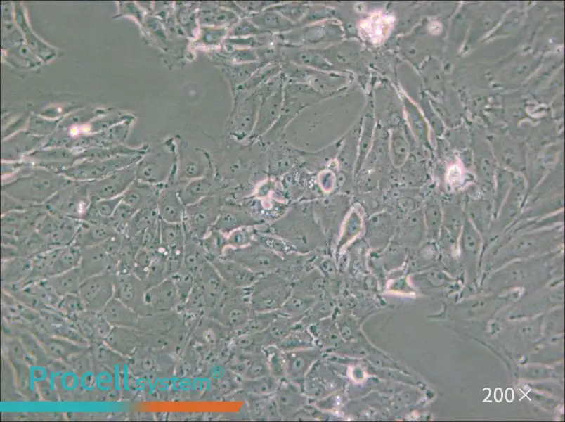 PED Cell Complete Medium - 6