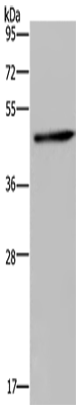 Western Blot analysis of Mouse brain tissue using HOMER1 Polyclonal Antibody at dilution of 1:300