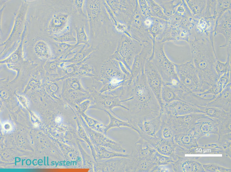 3T3-L1 Cell Complete Medium - small - 6