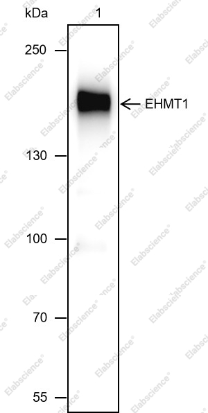 Recombinant EHMT1 Monoclonal Antibody - 2