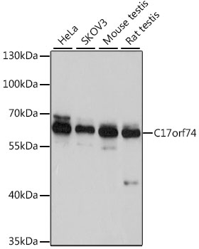 Western blot analysis of extracts of various cell lines using C17orf74 Polyclonal Antibody at 1:1000 dilution.