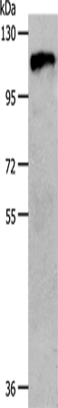 Western Blot analysis of 231 cell using c-Fms Polyclonal Antibody at dilution of 1:800