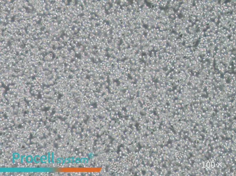 T2 Cell Complete Medium - 3