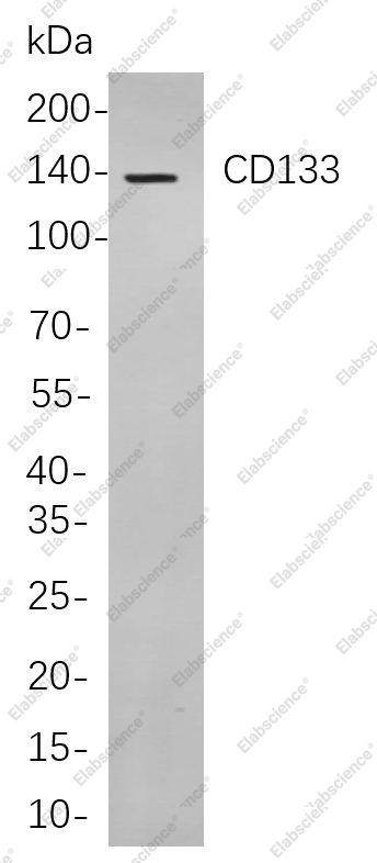 Recombinant CD133 Monoclonal Antibody - 1