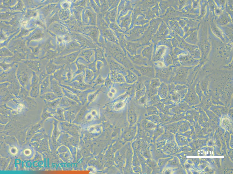 MHCC97-H Cell Complete Medium - 4
