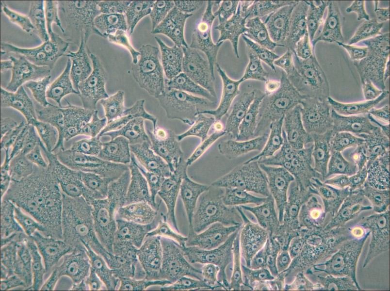 A549-DDP Cell Complete Medium - 5