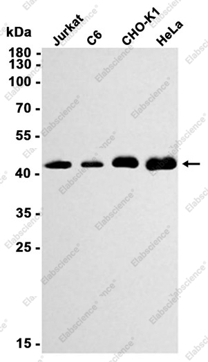 Recombinant GSK3 beta Monoclonal Antibody - 1