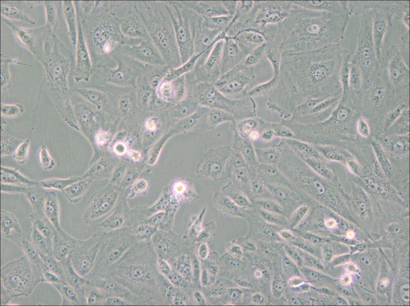 BS-C-1 Cell Complete Medium - 5