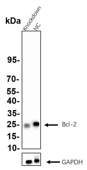 Recombinant Bcl-2 Monoclonal Antibody - small - 5