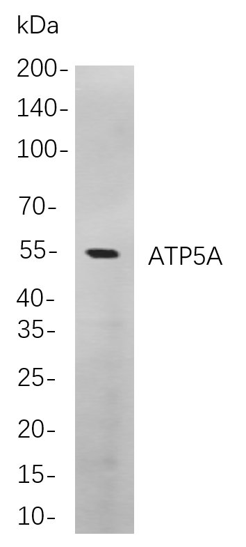 Recombinant ATP5A Monoclonal Antibody-searchlist-1