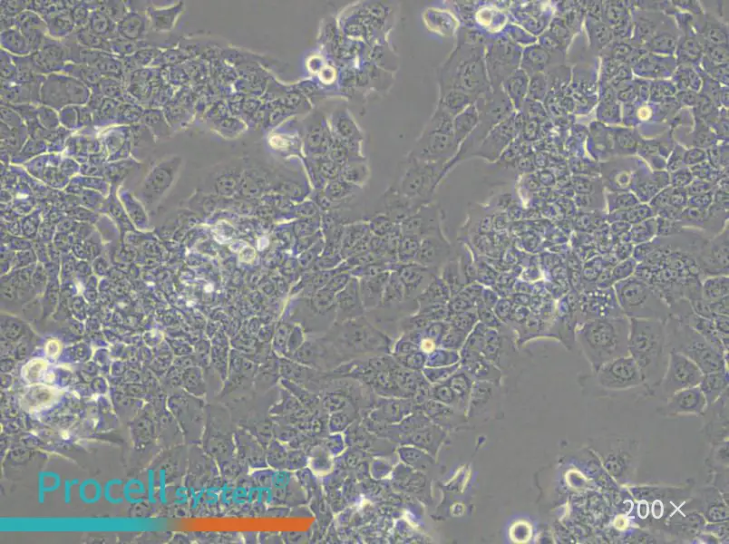 HPAC Cell Complete Medium - small - 5