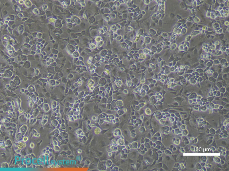 Mouse Endplate Chondrocyte Complete Medium - 2