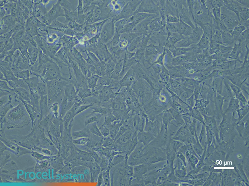 Rat Pulmonary Vascular Smooth Muscle Cell Complete Medium - 4