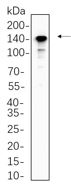 Recombinant CD163 Monoclonal Antibody-searchlist-1