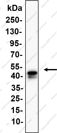 Recombinant CCR7 Monoclonal Antibody - 1