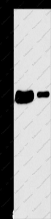 SAE1 Polyclonal Antibody - 1
