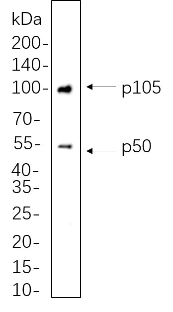 Recombinant NF-κB1 p105/p50 Monoclonal Antibody-searchlist-1