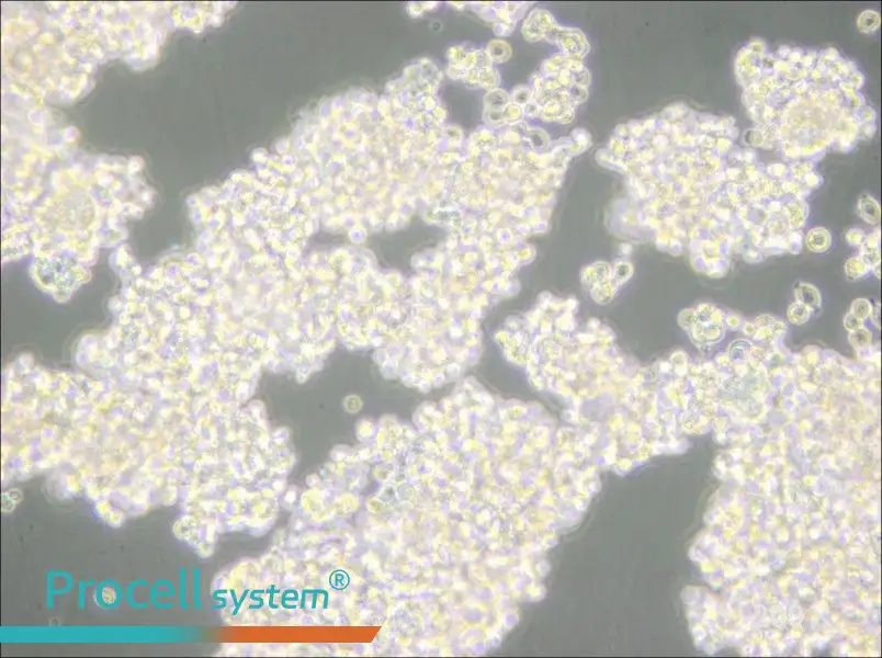 D341Med Cell Complete Medium - 4