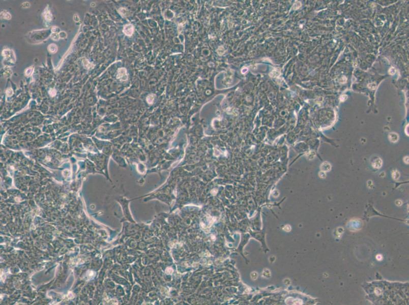 IM95m Cell Complete Medium - small - 10