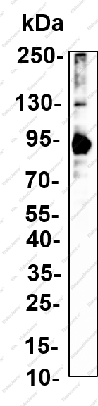 Recombinant CUL-1 Monoclonal Antibody - 1