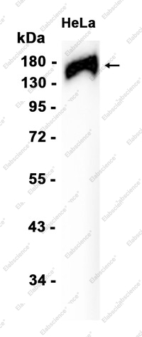 Recombinant CLASP1 Monoclonal Antibody - 1