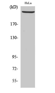 Western Blot analysis of Hela cells using PRKDC Polyclonal Antibody at dilution of 1:2000.